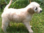 View our featured goldendoodle puppy.