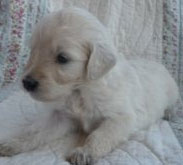 miniature goldendoodle.