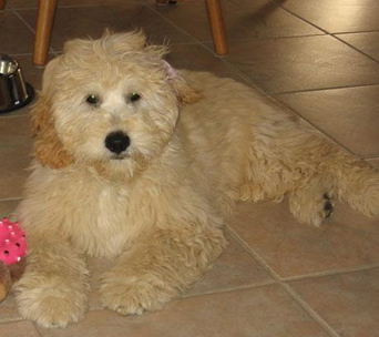 Mini 2024 goldendoodle cream