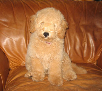 petite goldendoodle